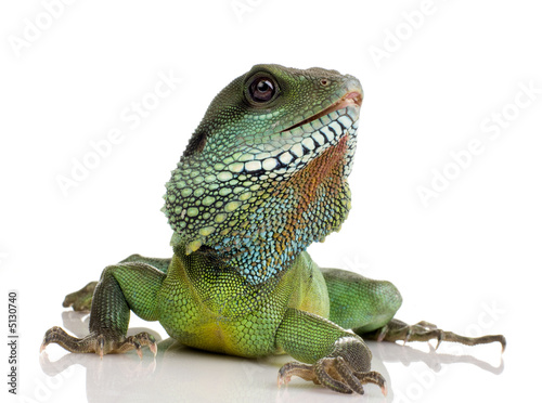 Fototapeta Naklejka Na Ścianę i Meble -  Indian Water Dragon - Physignathus cocincinus