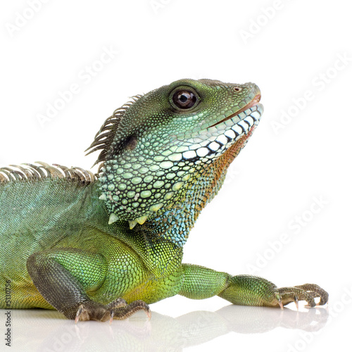 Indian Water Dragon - Physignathus cocincinus