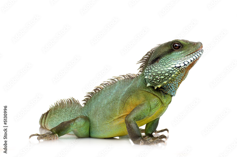 Naklejka premium Indian Water Dragon - Physignathus cocincinus