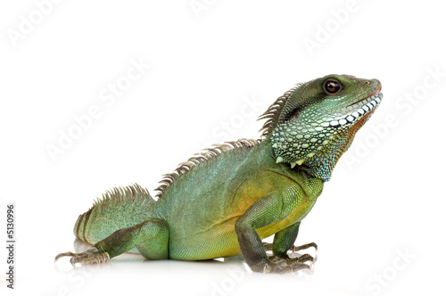 Indian Water Dragon - Physignathus cocincinus