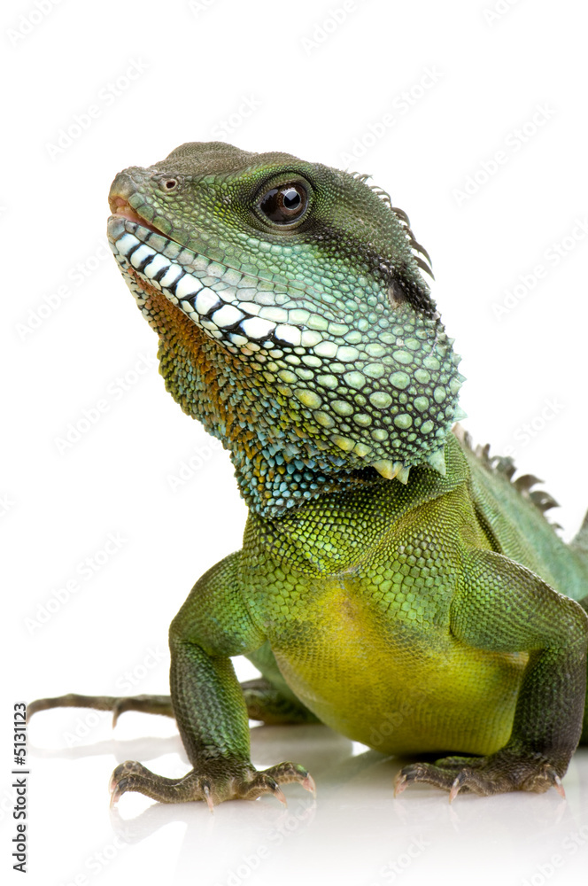 Fototapeta premium Indian Water Dragon - Physignathus cocincinus