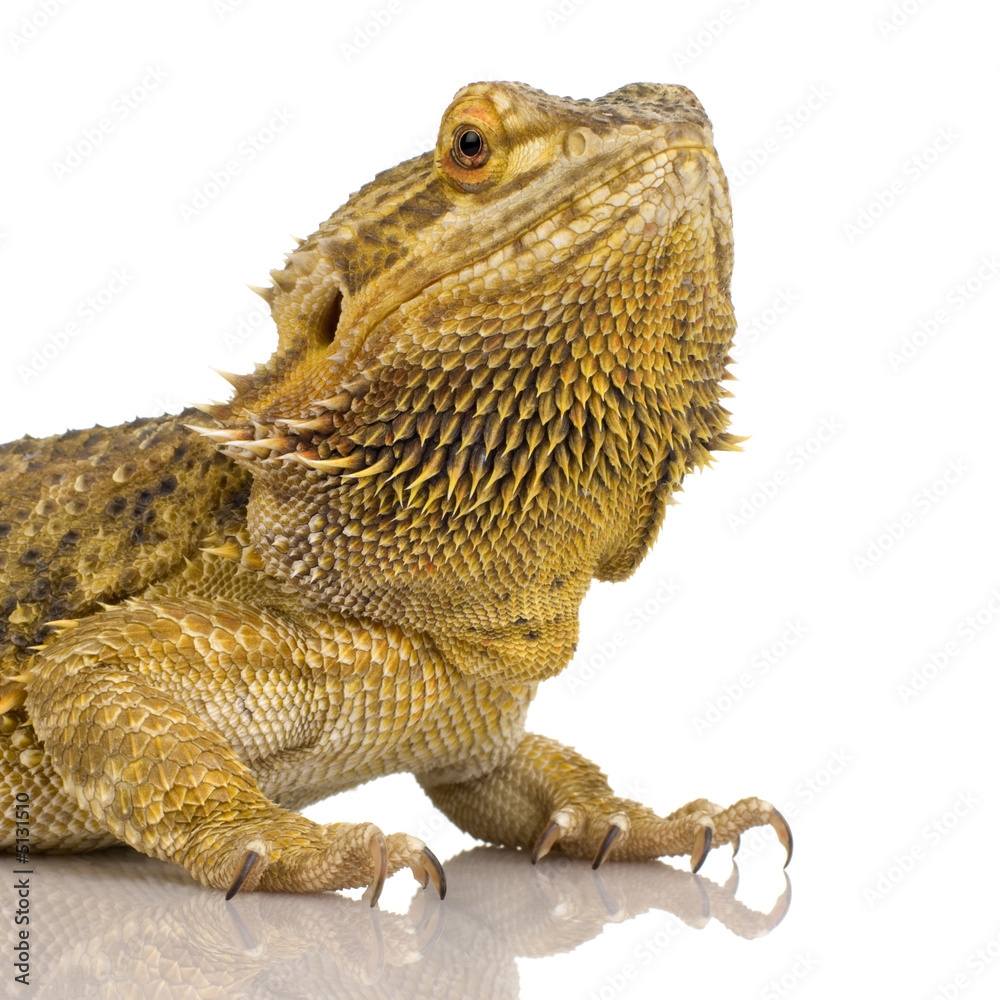 Obraz premium Lawson's dragon - Pogona henrylawsoni