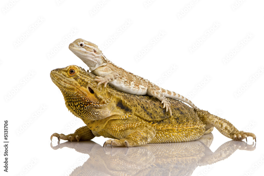 Obraz premium Lawson's dragon - Pogona henrylawsoni