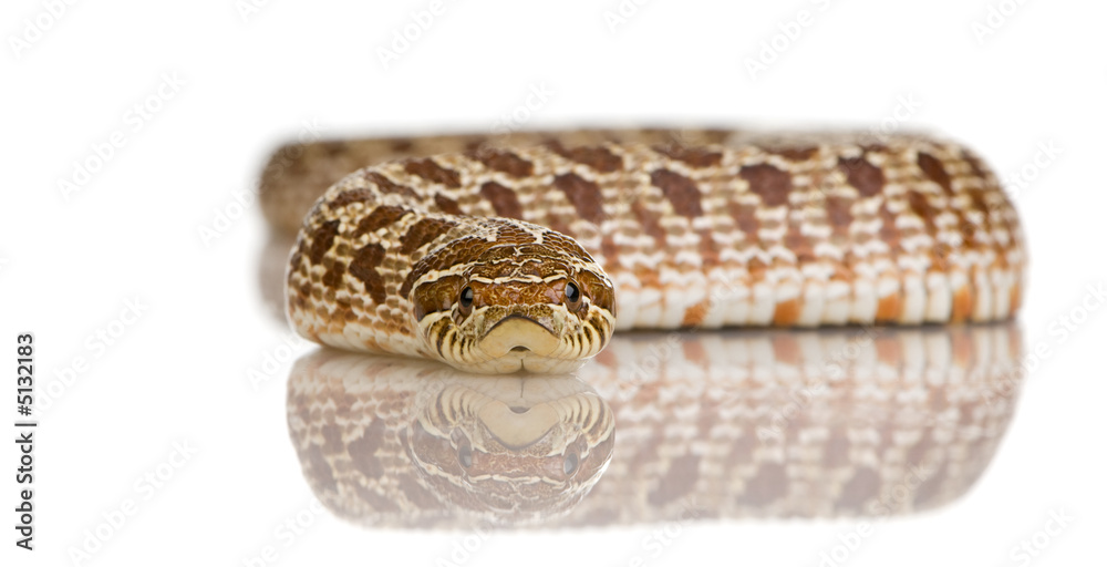 Fototapeta premium HETERODON NASICUS