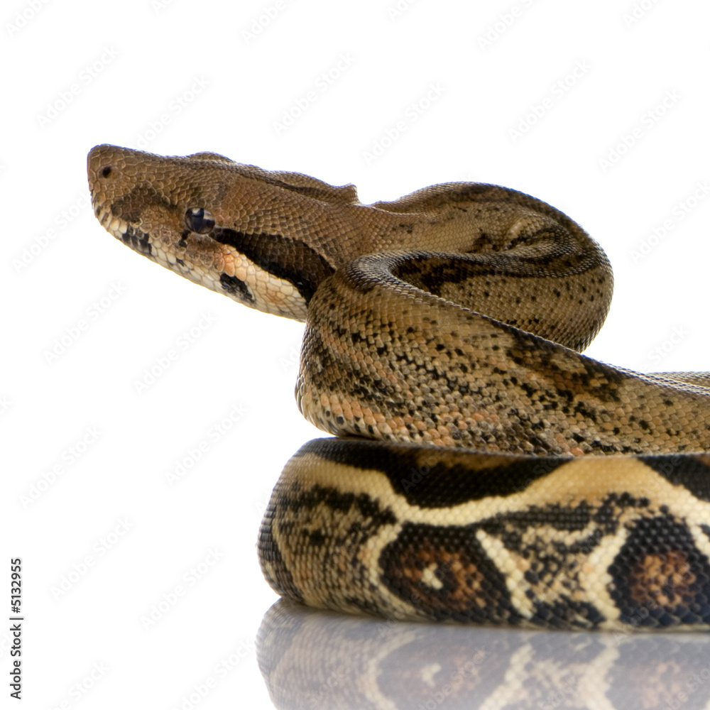 Boa constrictor Boa constrictor