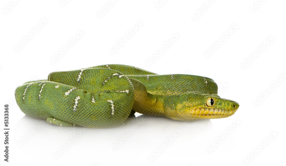 Fototapeta premium Emerald Tree Boa - Corallus caninus