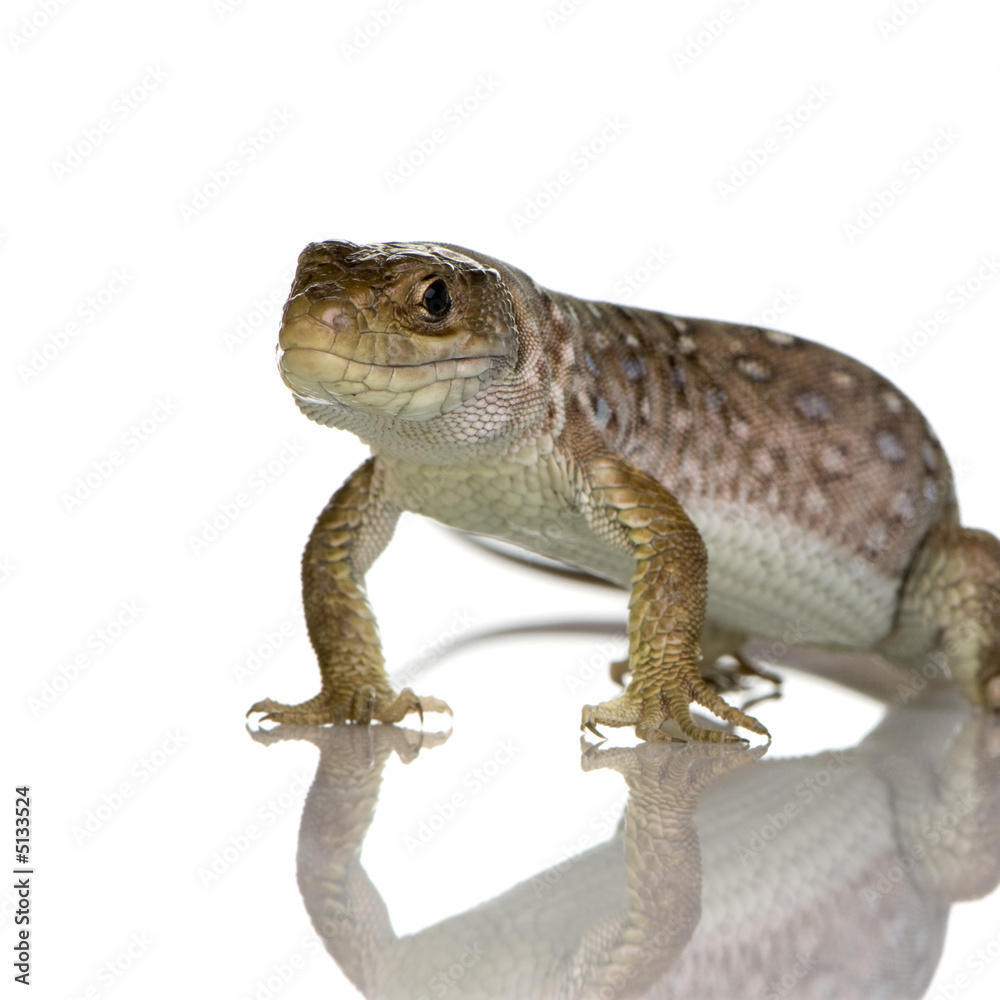 Ocellated lizard - Timon lepidus