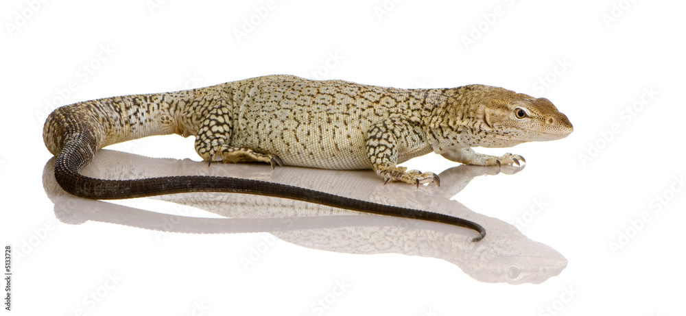 Fototapeta premium Monitor lizard - Freckled Monitor - Varanus tristis orientalis