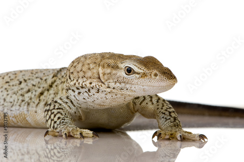 Monitor lizard - Freckled Monitor - Varanus tristis orientalis