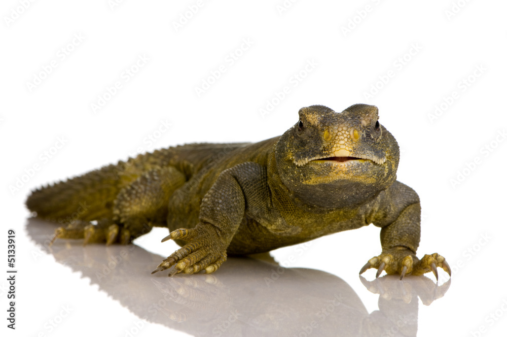 Obraz premium Dabb Lizard - Uromastyx aegyptia