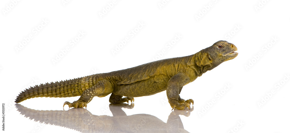 Dabb Lizard - Uromastyx aegyptia Dabb Lizard - Uromastyx aegyptia