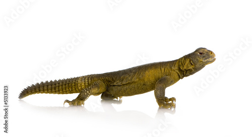 Dabb Lizard - Uromastyx aegyptia © Eric Isselée