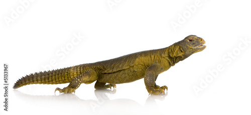Dabb Lizard - Uromastyx aegyptia © Eric Isselée