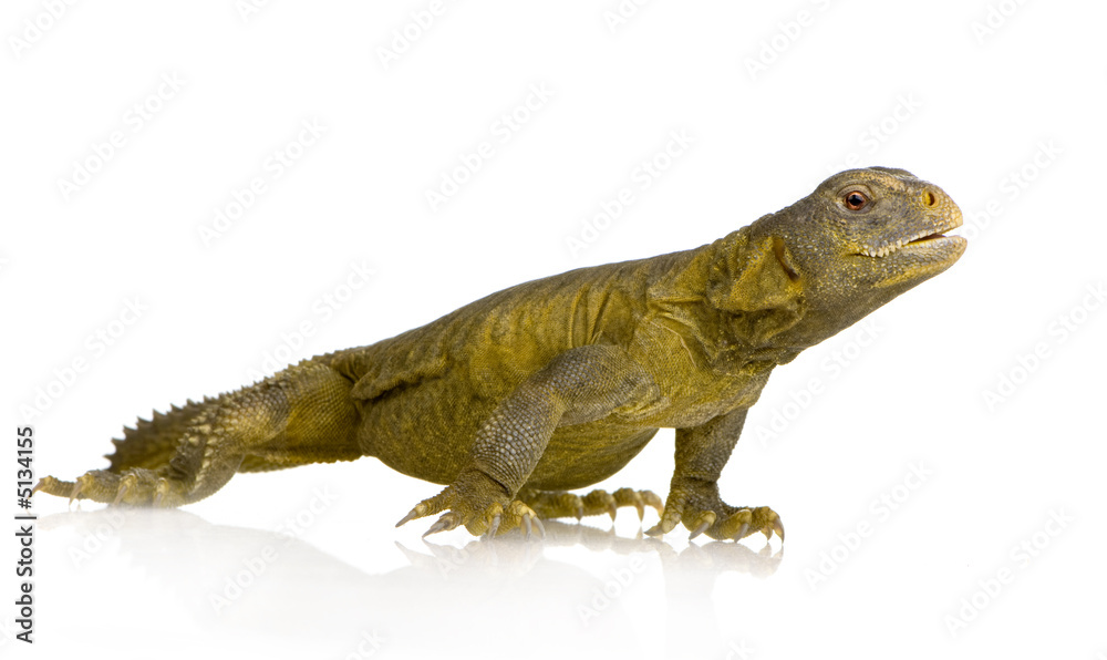 Dabb Lizard - Uromastyx aegyptia