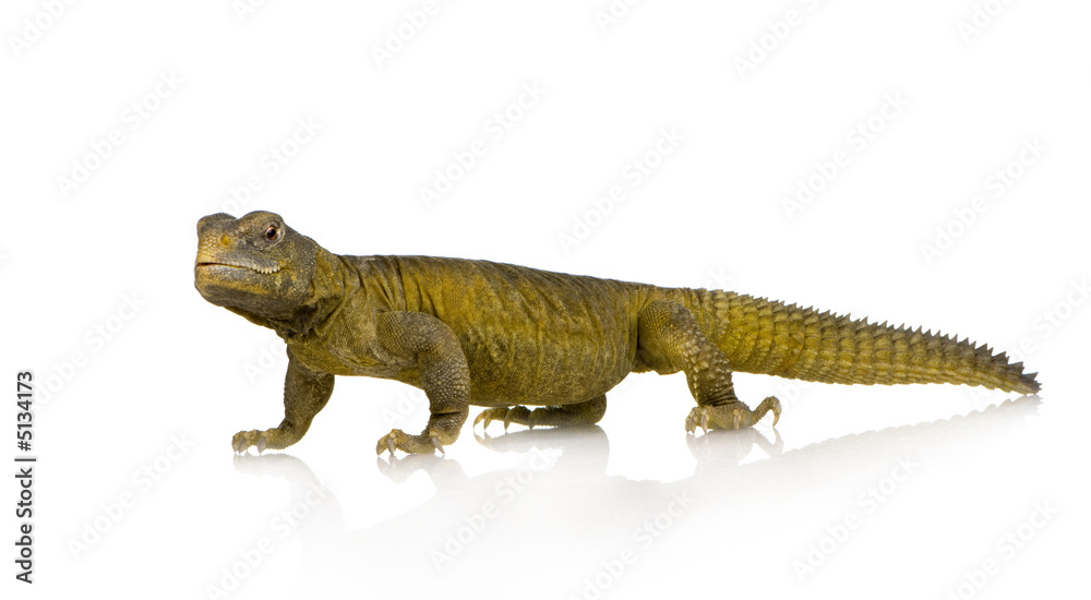 Naklejka premium Dabb Lizard - Uromastyx aegyptia
