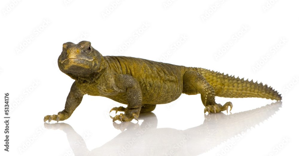 Naklejka premium Dabb Lizard - Uromastyx aegyptia