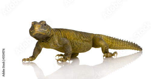 Dabb Lizard - Uromastyx aegyptia