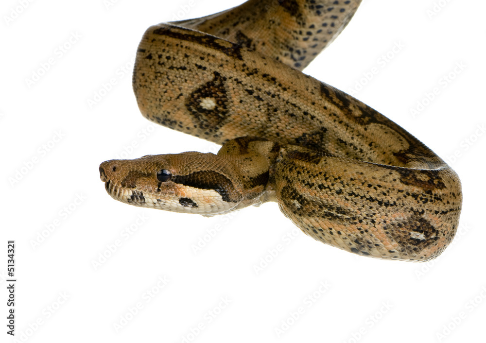 Obraz premium snake in front of a white background