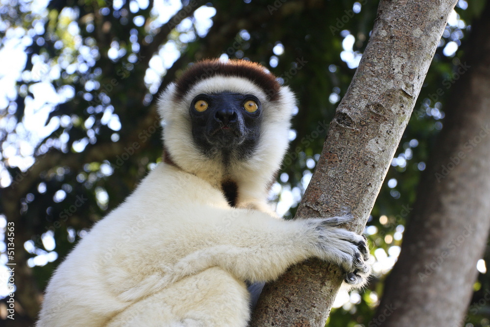 Fototapeta premium sifaka à l'affût