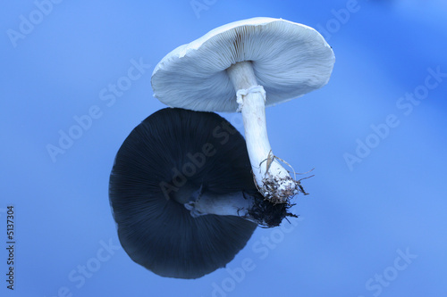 Large white mushroom on reflective surface photo