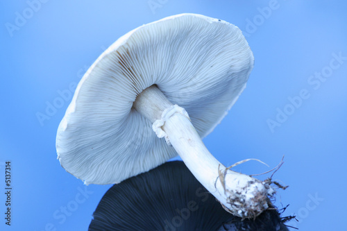 Large white mushroom on reflective surface photo