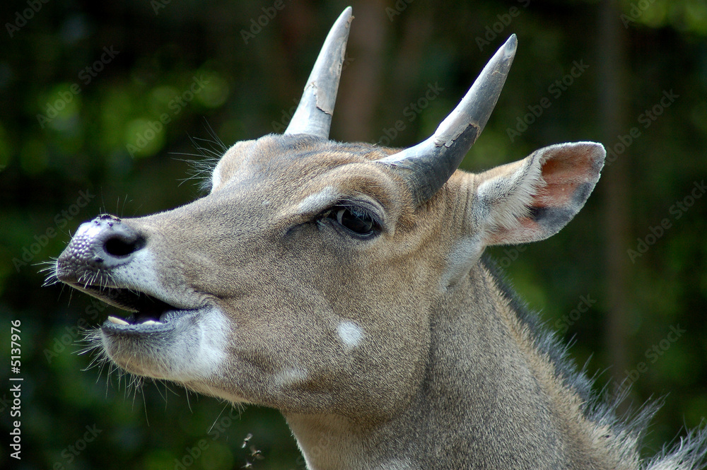 Nilgauantilope