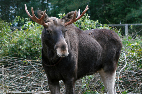 Male elk on the elk farm near Kostroma, Russia