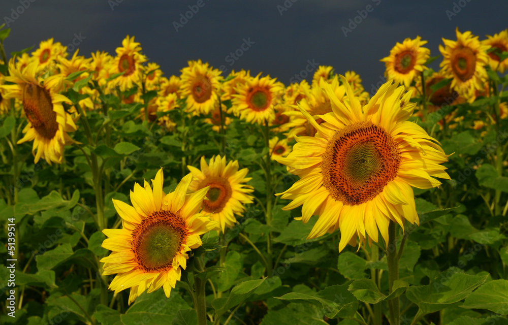Obraz premium Tournesol