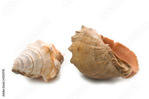 two shells isolated