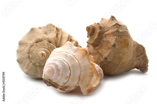 shells isolated