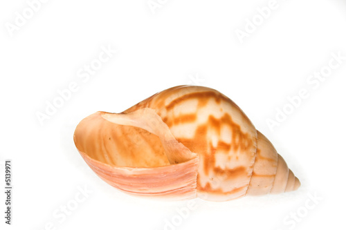 shell on the white background