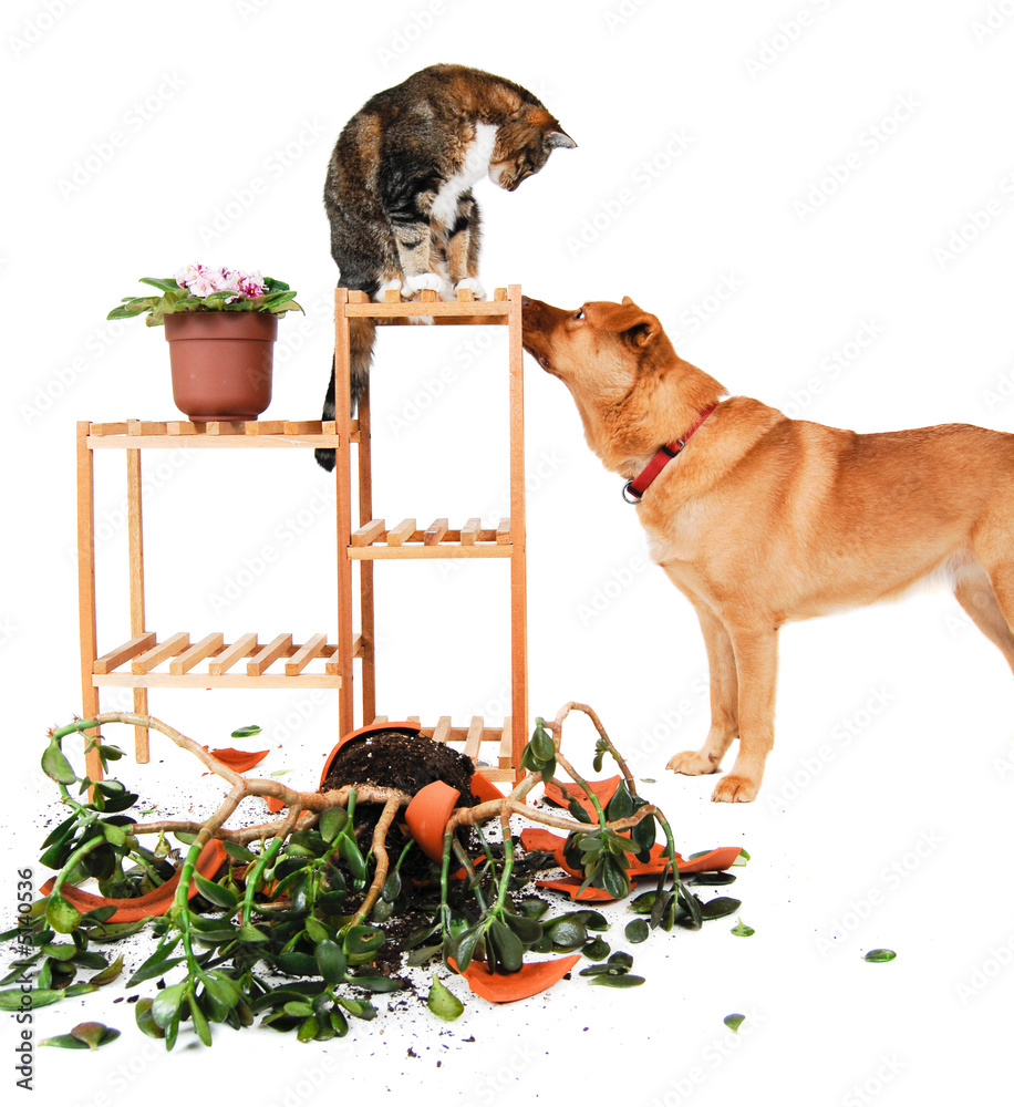 Foto Dog and Cat troublemakers