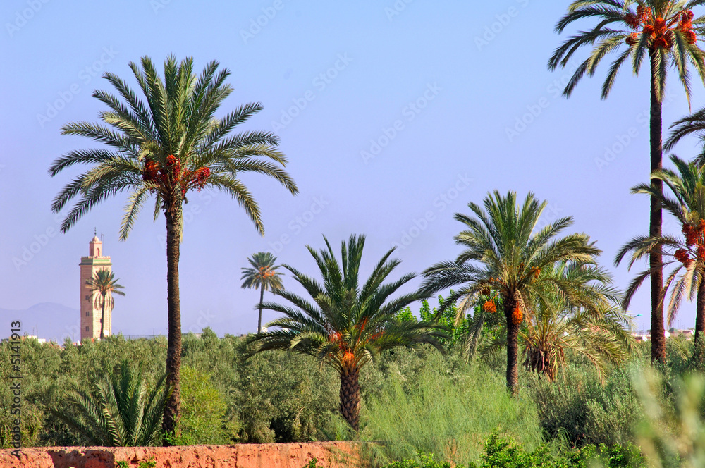 Morocco, Marrakech: palm trees