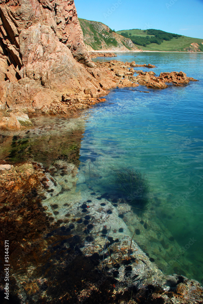 Seashore, underwater life, echinuses