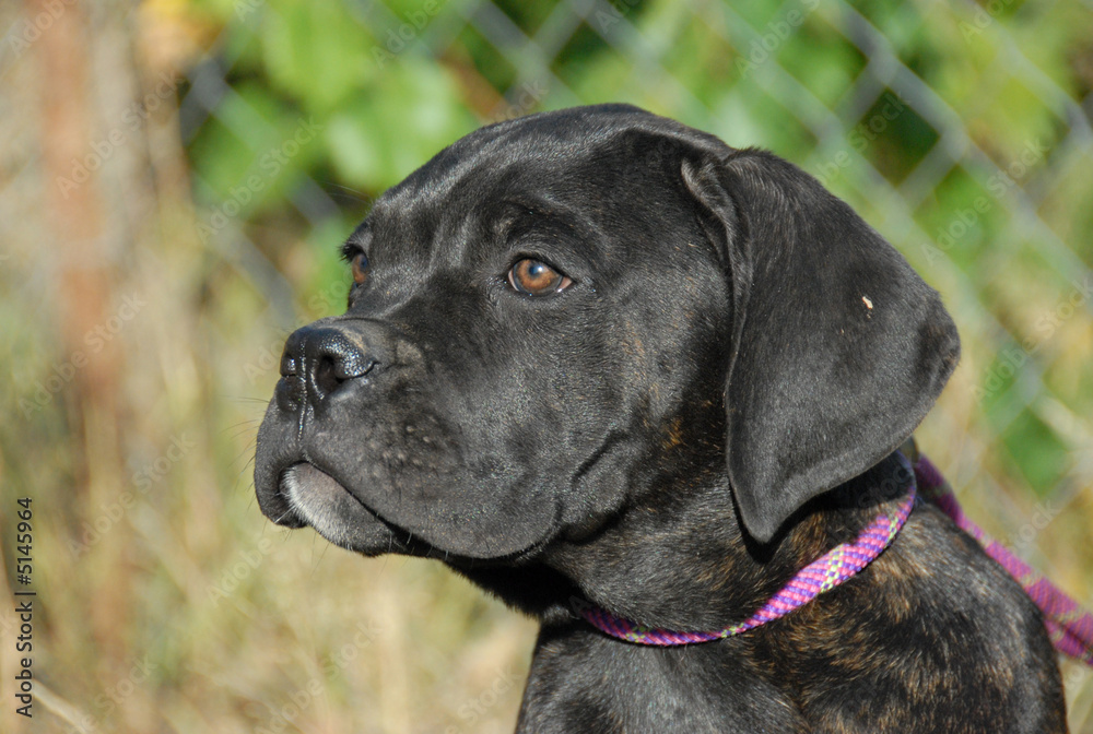 chiot cane corso