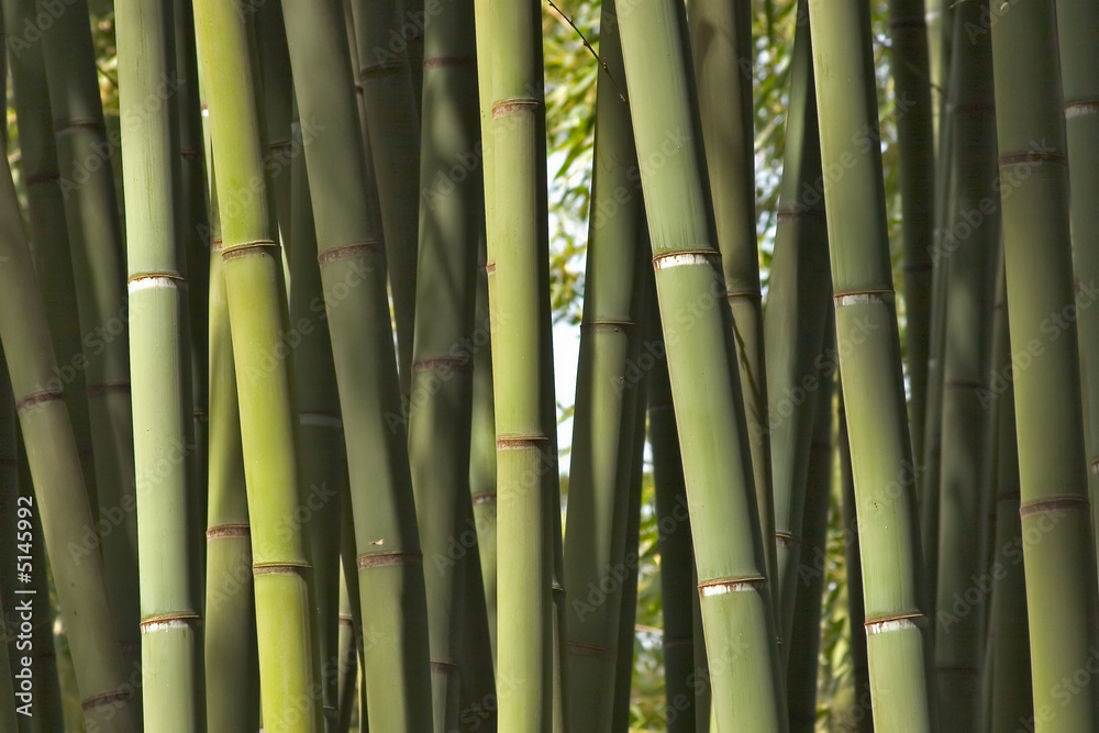 Bamboos Bamboos