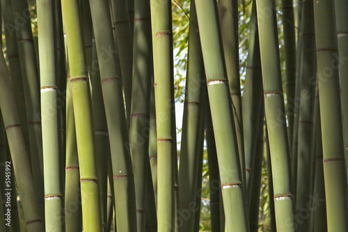 Papier peint Bamboos