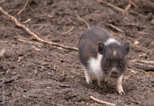 Ein Schwein im Matsch