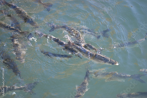 pisciculture