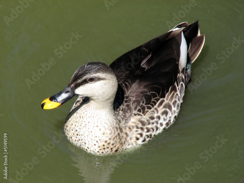 duck