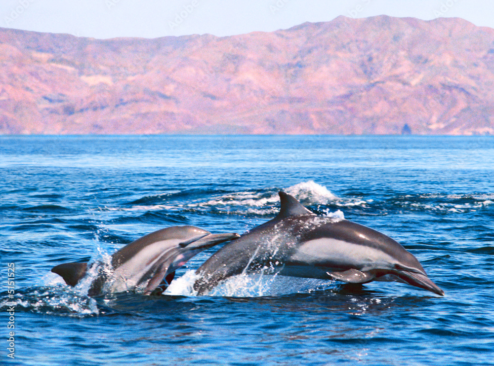 Photography Double Dolphin