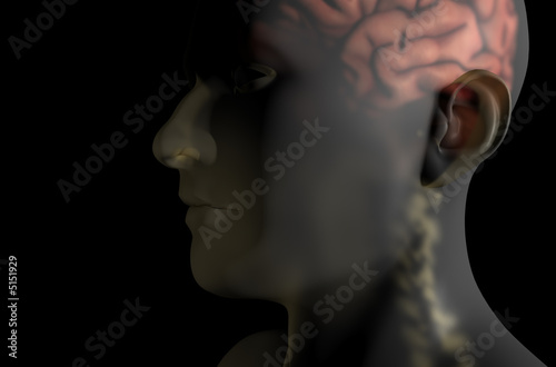 Brain and spine oblique in transparent body