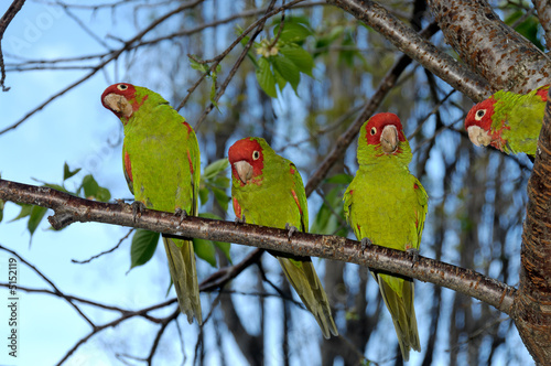 Red-masked Parakeet (Aratinga erythrogenys) photo