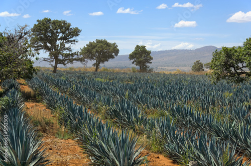 Field of agave plants