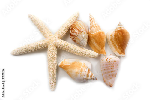 starfish and shells