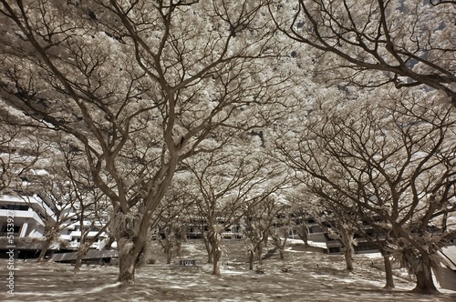 Infrared photo – tree, building and cloud in the parks  © Wong Hock Weng