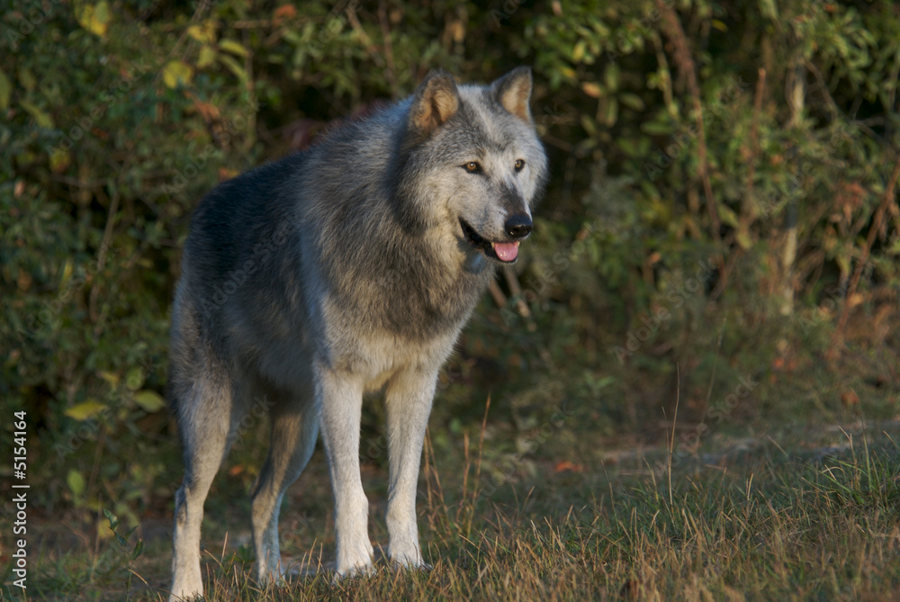 Obraz premium Gray Wolf
