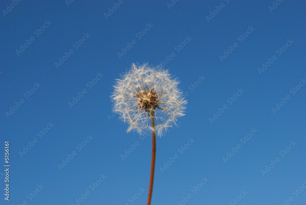 Dandelion 01a Dandelion 01a