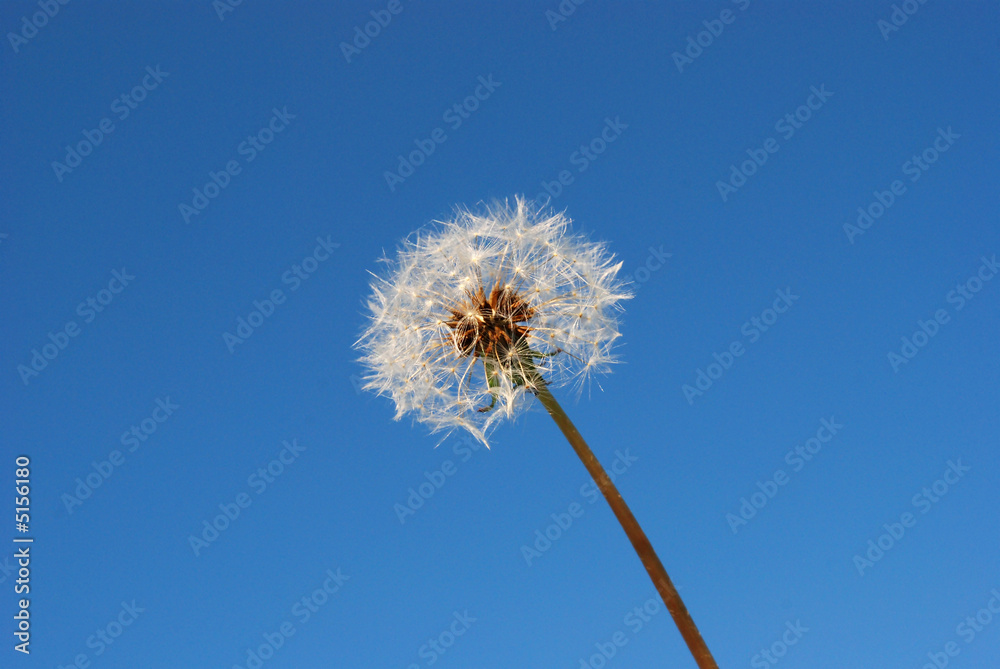 Dandelion 02