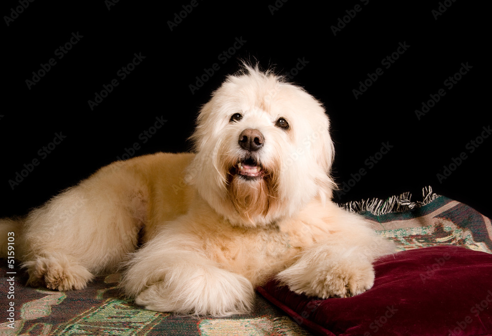 ordinary mutt, studio shot